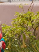 Ariel Winter nude 41