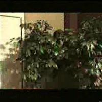 Carol Ann Burke Videos