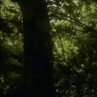 Debbie Linden Videos