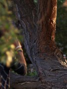 Elisabeth Ferrara nude 1