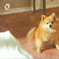 Fran Drescher Cadillac Man