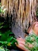 Michelle Bauer nude 74