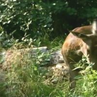 Natacha Regnier Videos