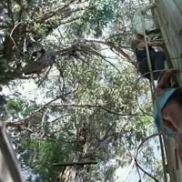 Patricia Barzyck Videos