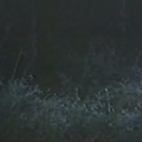 Pricilla Almeda Videos